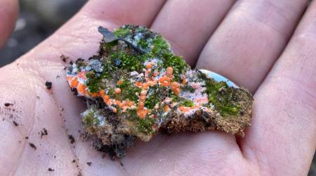 Pyronema and moss