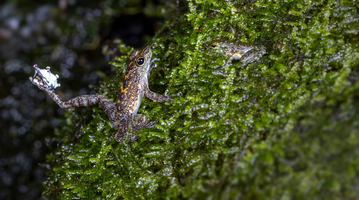 a Bornean rock frog