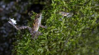 a Bornean rock frog