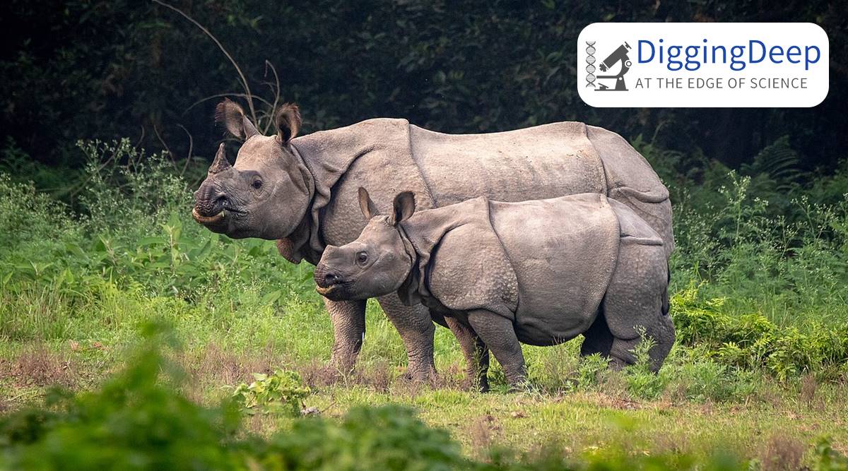 DNA studies help unravel evolutionary history of rhinoceros thumbnail