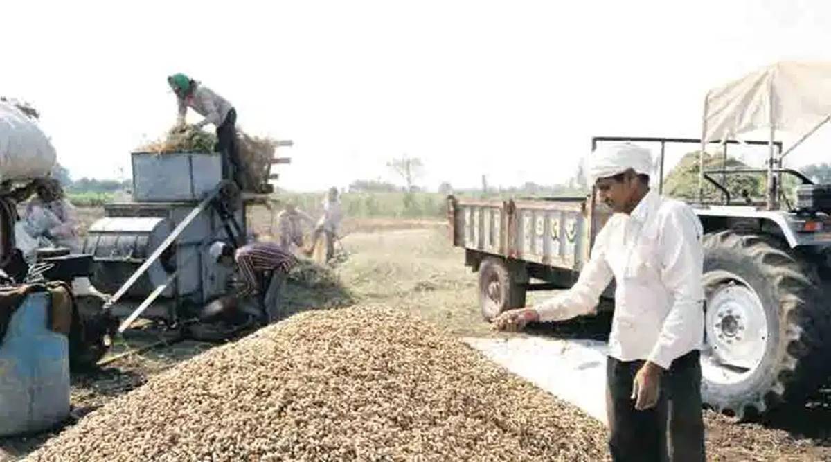 Groundnut prices, APMC, Gondal Agriculture Produce Market Committee, farming news, Indian express