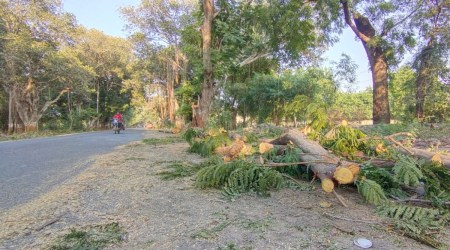 Trees cut on the stretch between Sanand and Nalsarovar. (Express Photo)