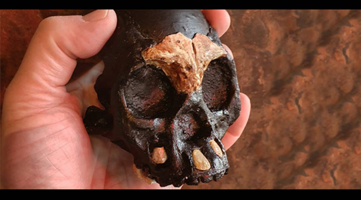 Scientists find fossil of early hominid in South Africa thumbnail