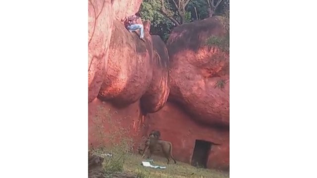 Hyderabad, Nehru Zoological Park, African lion, Hyderabad news, indian express news, indian express