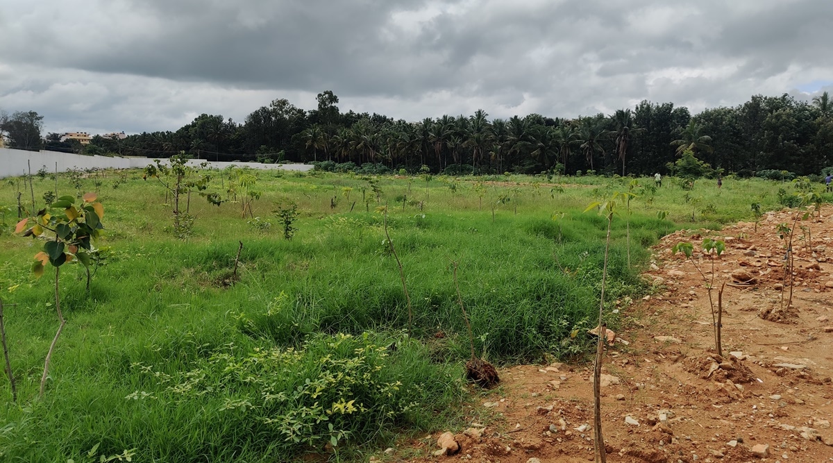 The once stinky ground is once again green and has been named ‘Sundaravana’ | Express photo