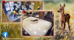 injured deer runs into hospital, deer , deer video, United States, social media viral, indianexpress