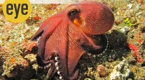 What the show ‘My Octopus Teacher’ taught me