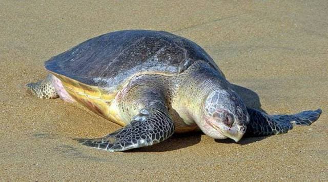 Karnataka, Karnataka marine park, Karnataka marine national park, forest department, marine animals, marine life conservation, marine life, Bengaluru news, Bengaluru, Indian express, Indian express news, Karnataka news