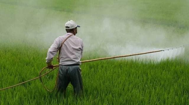 In Punjab, fertiliser including urea, DAP, MOP, SSP etc. consumption is 232 kg per hectare.