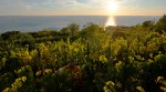 Prosecco, what is Prosecco, Prosecco making process