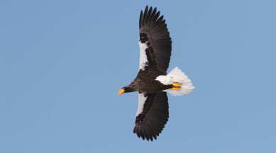 An undated photo provided by Cornell Lab of Ornithology, shows a Steller’s sea eagle in flight. (Christoph Moning, Macaulay Library, Cornell Lab of Ornithology via The New York Times)