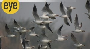 Are you a ‘specialist’ or a ‘generalist’?