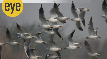 Ranjit Lal, Birds, eye