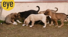 dogs, dogs and wolves, cute dog pictures