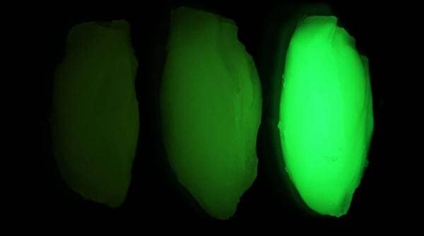 Mouse tissues