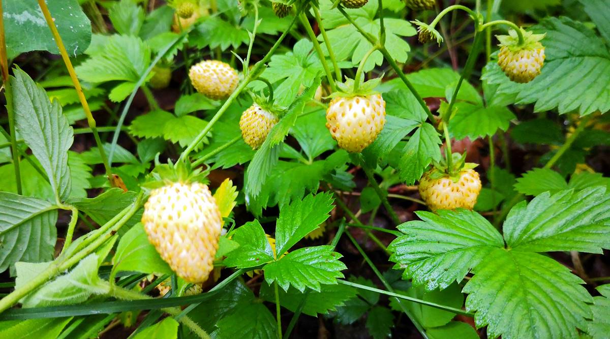 Why strawberries flip a ghostly shade of white