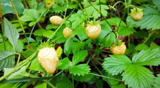 White strawberries