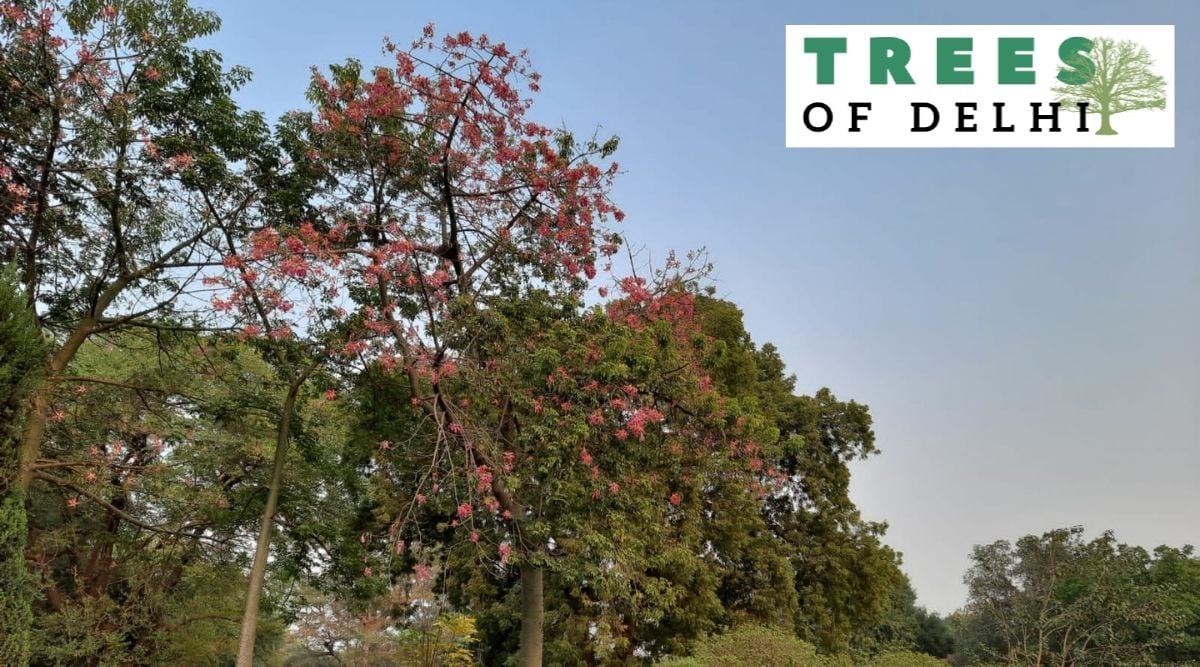 Trees of Delhi Pink flowers in full bloom, Sunder Nursery's floss silk