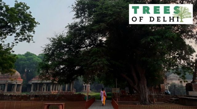 As the day turns to dusk, sunset walkers stop for a break on a bench near the imli tree.
