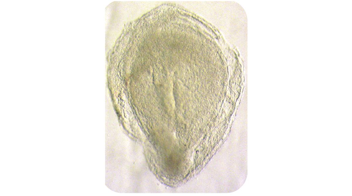 Embryo Research