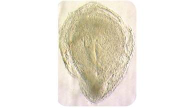 Embryo Research