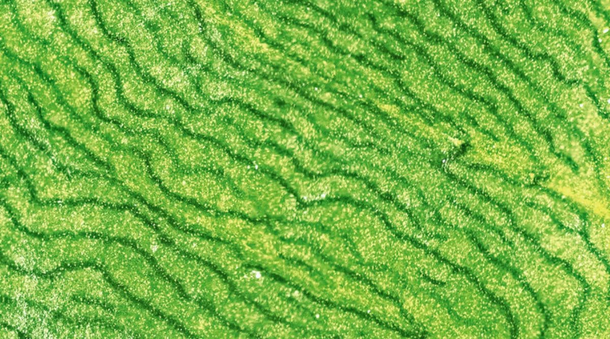 Koregaon Park, Photography, Vivek Vilasini, Kerala artist, Vivek Vilasini photographer, Pune news