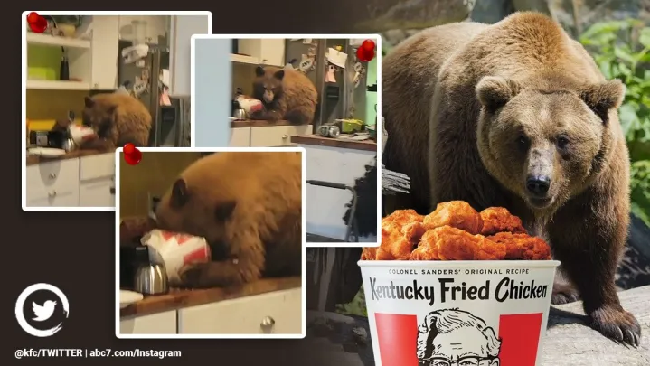 bear breaks into home, bear eats kfc chicken, bear enters home to steal kfc bucket, bear California home video, viral videos, indian express