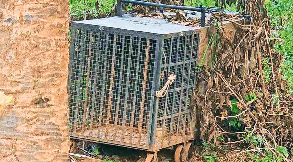 Aarey