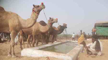 camels, Jaipur, Jaipur news, Pushkar cattle fair, Pushkar news, Rajasthan news, livelihood, Jaipur district, camel rearers, camel rearering, Indian Express, India news, current affairs