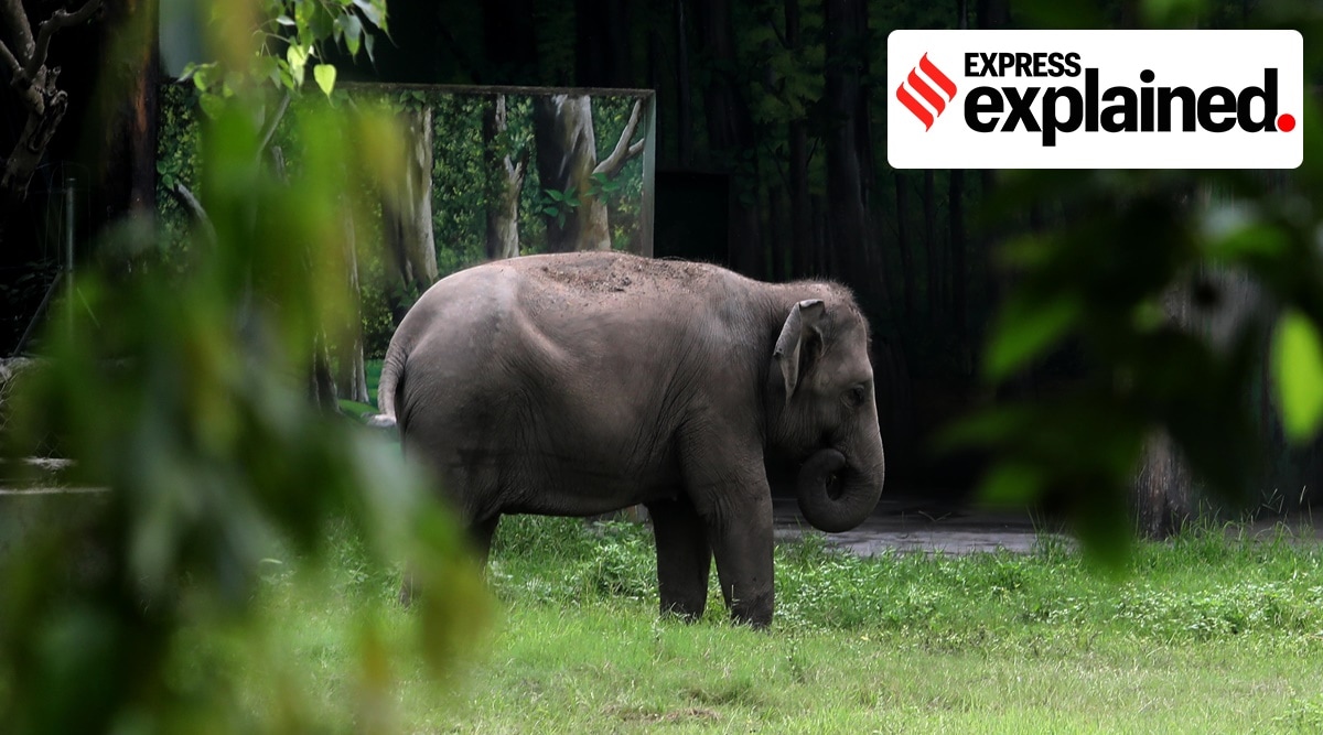 The joint initiative is being described as a step to study and mitigate human-elephant conflict in the state. (Express file photo by Partha Paul)