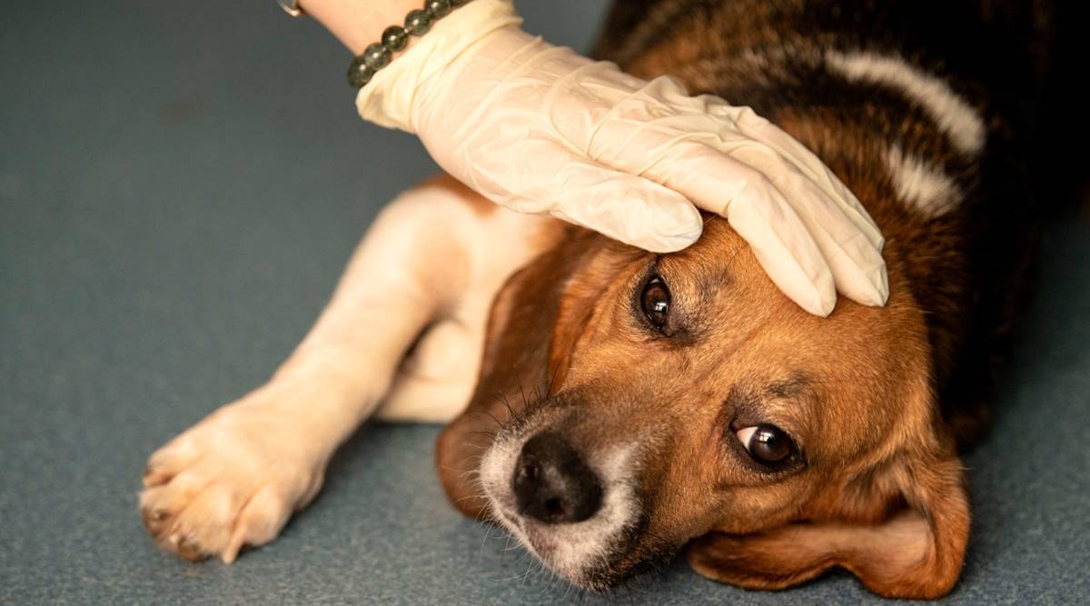 While animals can contract the coronavirus from humans there isn’t any clear evidence that transmission goes the other way. (File Photo: Bloomberg)