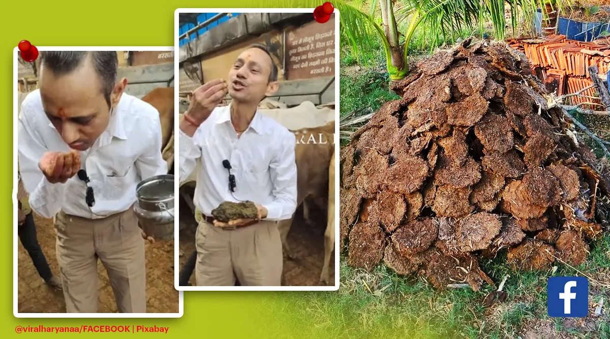 haryana doctor eats cow dung, harayana doctor drinks cow urine, doctor cow urine video, viral video, cow urine dung medicial benefits, indian express