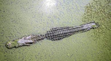 crocodile attack, Philippines amusement park croc attack, visitor jumps croc pool for selfie, man climbs crocodile enclosure for photo, viral videos, indian express