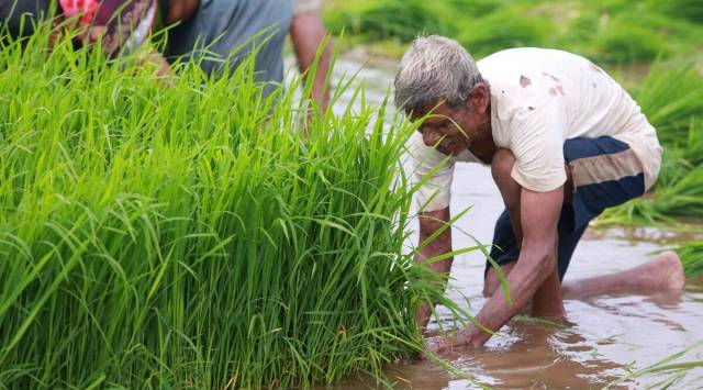 Agriculture department officials said that around 55 kilos of DAP are required per acre. (Representational)
