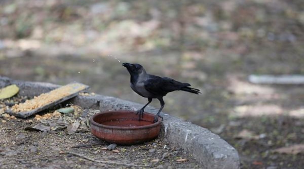 Bird flu confirmed in dead crows in MP’s Agar Malwa; govt asks ...