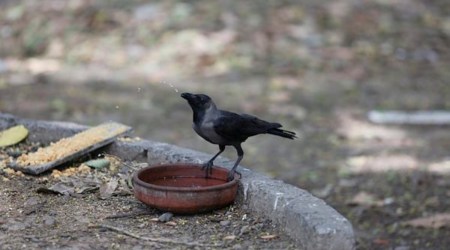                These crows had died in the last four days in Agar Malwa, located 180 km away from the state capital Bhopal.  (File)
