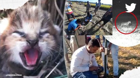 Villagers Rescue 5 Jungle Cat Cubs, jungle cat cubs rescued agricultural farm, jungle cat viral video, trending, indian express, indian express news