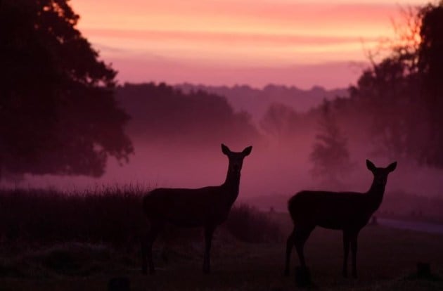 Deer, nature, wildlife, Richmond Park