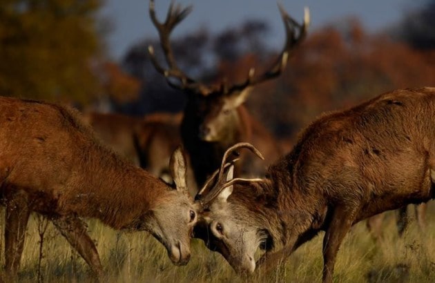 Deer, nature, wildlife, Richmond Park