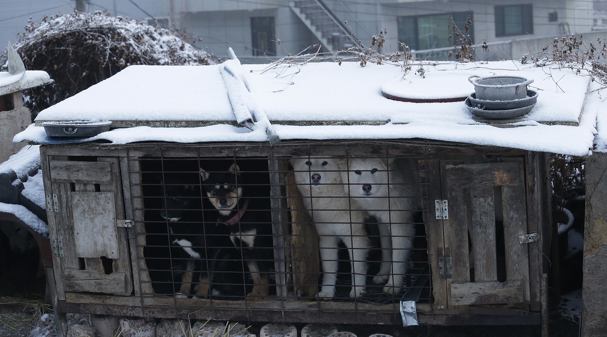 Dogs are seen in a cage at a dog meat farm in Siheung, South Korea. (AP)