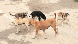animal bite, medical treatment, medical misdiagnosis, rabies virus, rabies vaccine, anti-rabies vaccine, Ahmedabad, Ahmedabad news, Gujarat, Gujarat news, Indian Express, India news, current affairs, Indian Express News Service, Express News Service, Express News, Indian Express India News