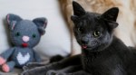 turkey, turkey cats, double ear cat, cat with four ears, midas four ears cats, cat genetic mutation, cat with four ears viral sensation, indian express
