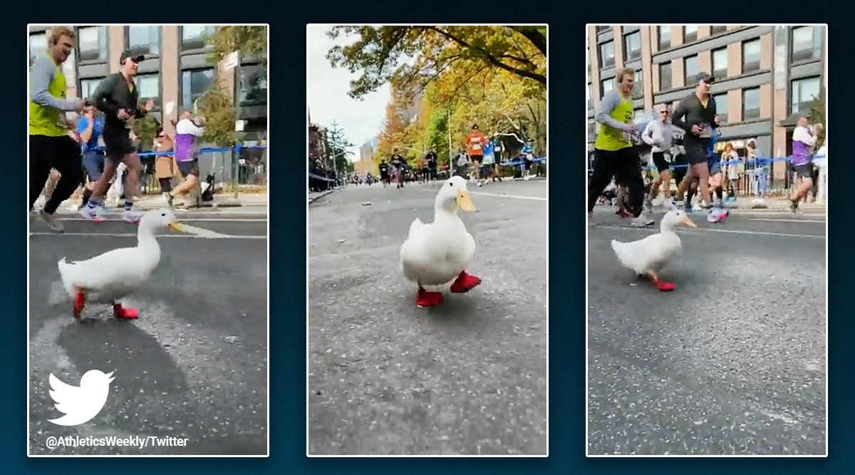 Watch Dapper duck ‘runs’ New York marathon, netizens can’t have enough