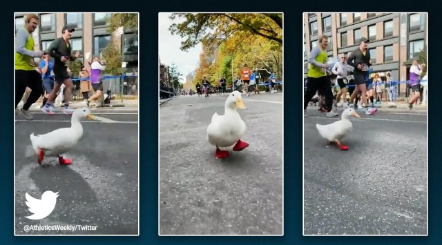 "A duck ran the New York Marathon at the weekend Duck. Yes, you read that right," read the caption of the viral tweet.