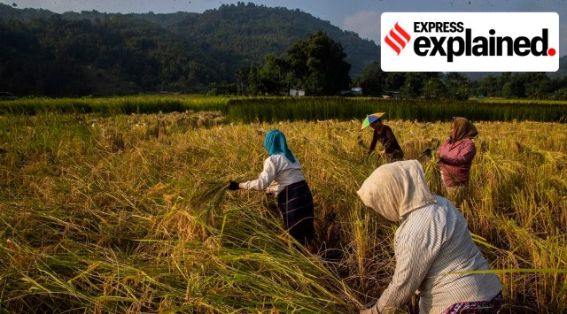 Ethnic Khasi women harvest paddy crop in Umwang village, along the Assam-Meghalaya state border. (AP)
