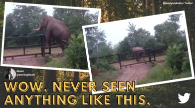 elephant cross fence, elephant climb over fence, elephant cross over fence, elephant climb fence nagarahole, viral videos, indian express