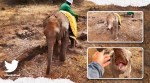 elephant, orphaned paralyzed elephant viral video, Sheldrick Wildlife elephant, trending, indian express, indian express news