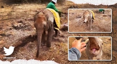 elephant, orphaned paralyzed elephant viral video, Sheldrick Wildlife elephant, trending, indian express, indian express news