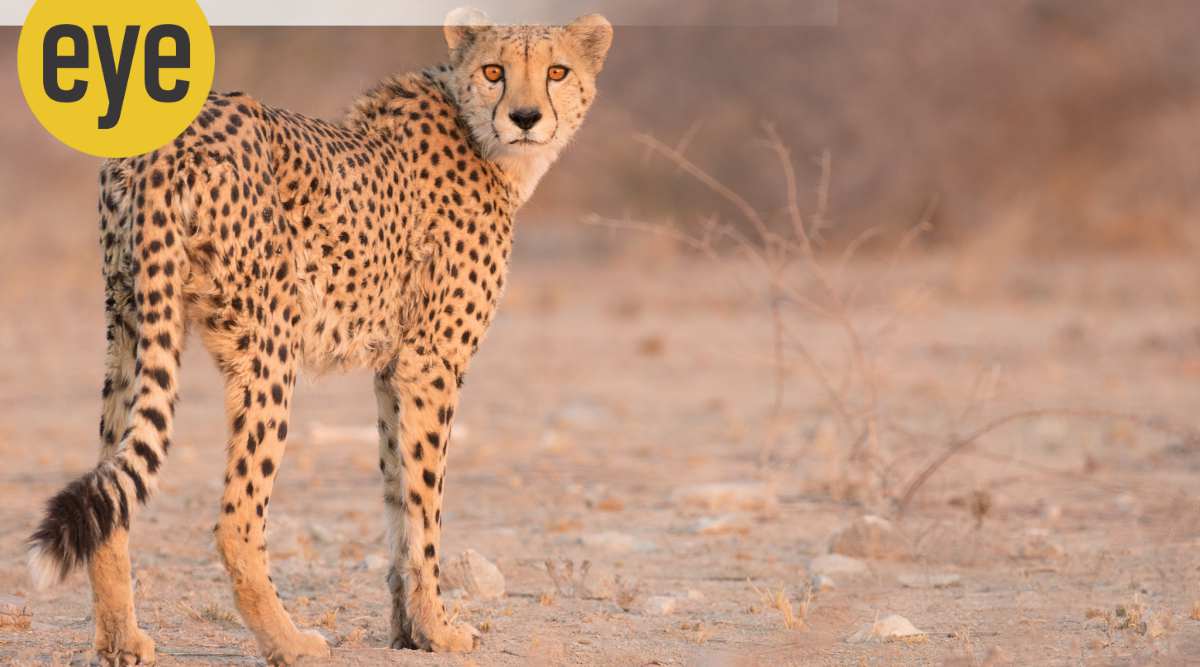 The cheetah can go from zero to 100 kmph in less than three seconds (Credit: Wikimedia Commons)
