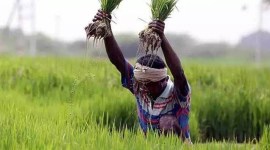 Fasal Bima Yojana: Agri chief accuses Reliance of not starting payouts, firm says 'state failed to release subsidy'